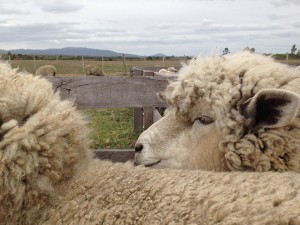 Sheep from the flock owned by Malabrigo in Uruguay